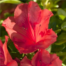 Encore Azalea Autumn Sunset, Re-blooms with Vivid Red Blooms   554864467